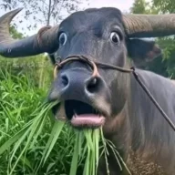 栗子猫